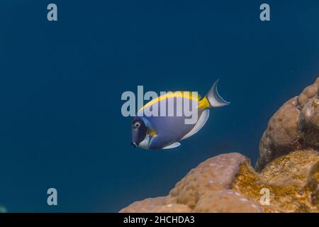 Surgeonfish en poudre; Acanthurus leucosternon; Maldives Banque D'Images