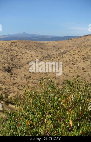 Savane d'acacia sec prairie d'Acacia drepanolobium dans le nord du Kenya avec le mont Kenya à distance OL Pejeta Conservanch Kenya Banque D'Images