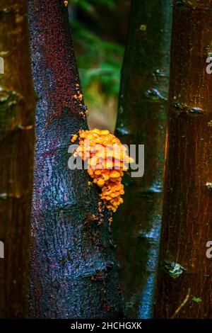 Une troupe à plusieurs niveaux de champignons de la tige de Velvet (Flammulina velutipes) poussant sur le côté d'un arbre de l'Alder commun (Alnus glutinosa) Banque D'Images