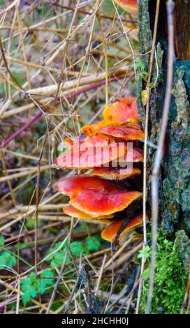 Une troupe à plusieurs niveaux de champignons de la tige de Velvet (Flammulina velutipes) poussant sur le côté d'un arbre de l'Alder commun (Alnus glutinosa) Banque D'Images