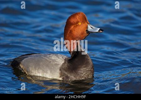 Drake, canard à tête rouge Banque D'Images