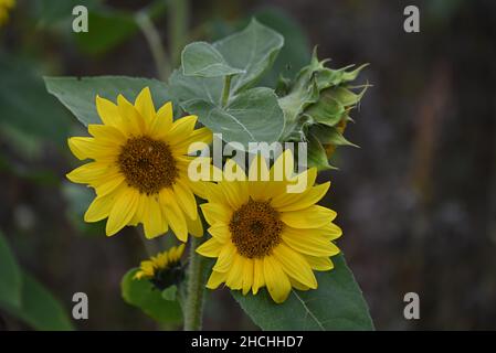 magnifiques tournesols fleuris Banque D'Images