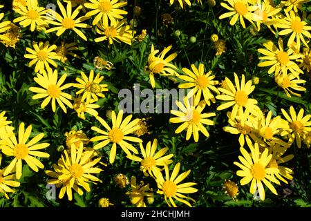 Fleurs sauvages jaunes abondantes (pâquerettes jaunes) Banque D'Images