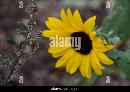 magnifiques tournesols fleuris Banque D'Images