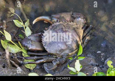 Crabe littoral (Carcinus aestuarii) marchant sur la boue Banque D'Images