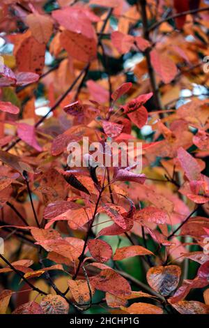 Cotinus coggygria Old Fashioned,Smoke bush Old fashioned,couleur automnale,couleur automnale,automne,feuilles,feuillage,orange rouge rouille feuilles,couleur des feuilles,feuillage, Banque D'Images