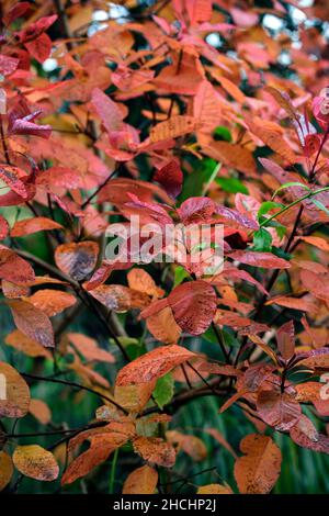 Cotinus coggygria Old Fashioned,Smoke bush Old fashioned,couleur automnale,couleur automnale,automne,feuilles,feuillage,orange rouge rouille feuilles,couleur des feuilles,feuillage, Banque D'Images