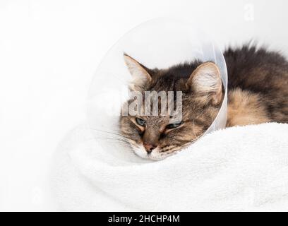 Chat âgé malheureux avec un cône sur la tête tout en se reposant sur une serviette après la chirurgie.le chat tabby femelle de 15 ans porte un collier en e pour empêcher la lécher, che Banque D'Images