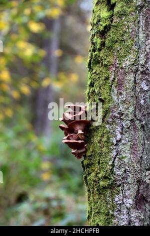 Champignon du miel,Armillaria sp,Armillariella sp,Armillaria toadtabourets,champignon du miel champignons poussant sur le tronc droit de l'arbre,problème fongique, arbre fongique pro Banque D'Images