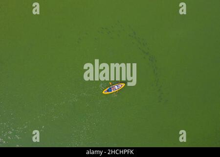 Vue aérienne sur le canoë-kayak assis-sur-dessus pagayer derrière le cordonnet de grands poissons dans le lac Ratzeburger / Ratzeburger Voir en été, Schleswig-Holstein, Allemagne Banque D'Images