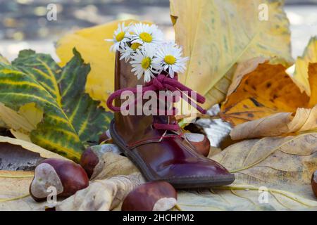 Chaussure miniature marron remplie de pâquerettes, macro d'un noeud en dentelle de chaussure, sur des feuilles d'automne jaunâcées et arrière-plan de châtaignes Banque D'Images