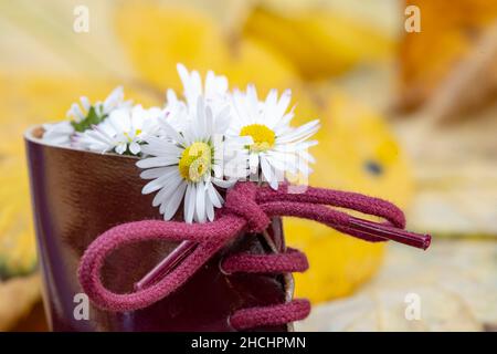 botte remplie de pâquerettes, macro d'un noeud en dentelle de chaussure, sur fond de feuilles d'automne jaunées Banque D'Images