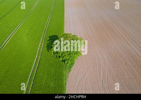 Vue aérienne sur le chêne commun solitaire / chêne pédonculé / chêne anglais (Quercus robur) sur le bord de la terre agricole labourée et champ au printemps Banque D'Images