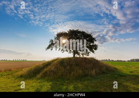 Soleil brillant derrière le chêne commun / chêne pédonculé / chêne européen / chêne anglais (Quercus robur) sur le knoll dans le champ au lever du soleil en été Banque D'Images