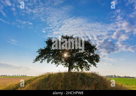 Soleil brillant derrière le chêne commun / chêne pédonculé / chêne européen / chêne anglais (Quercus robur) sur le knoll dans le champ au lever du soleil en été Banque D'Images