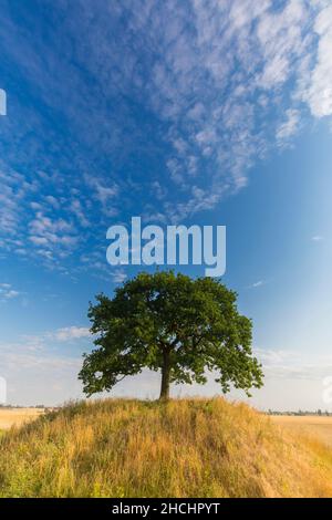 Chêne commun solitaire / chêne pédonculé / chêne européen / chêne anglais (Quercus robur) sur le knoll herbacé en été Banque D'Images