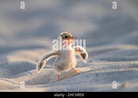 Mignon petite sterne (Sternula albifrons / Sterna albifrons) poussin sur la plage de sable qui s'appelle au printemps Banque D'Images