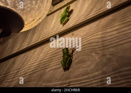 Grenouilles d'arbre vert américain sur le côté de la maison en Alabama Banque D'Images