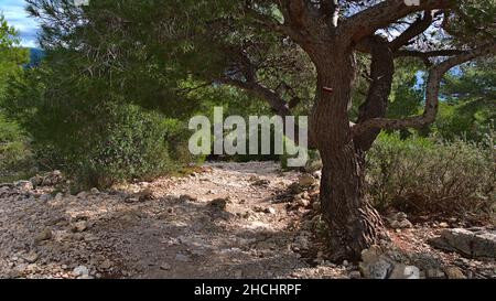 Sentier de randonnée rocheux dans la chaîne de montagnes massif des Calanques près de Cassis sur la Côte d'Azur le jour ensoleillé de la saison d'automne avec marquage des sentiers sur les arbres. Banque D'Images