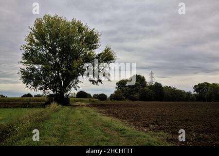 Hêtre au bord d'un chemin herbacé entre les champs par une journée nuageux en automne Banque D'Images