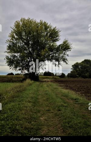 Hêtre au bord d'un chemin herbacé entre les champs par une journée nuageux en automne Banque D'Images