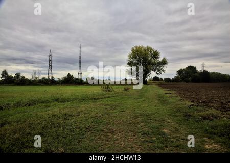 Hêtre au bord d'un chemin herbacé entre les champs par une journée nuageux en automne Banque D'Images