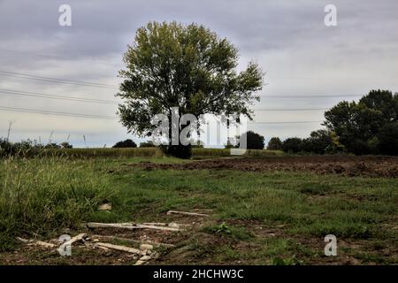 Hêtre au bord d'un chemin herbacé entre les champs par une journée nuageux en automne Banque D'Images