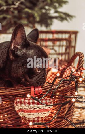 Photo verticale d'un Bulldog français noir reposant sur un panier de paille avec des lumières de Noël Banque D'Images
