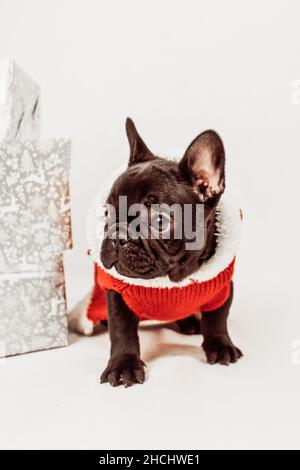 Photo verticale d'un chien de taureau français triste dans une chemise rouge avec cadeaux emballés Banque D'Images