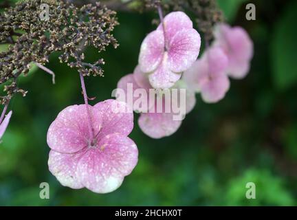 Jolies fleurs roses-blanches d'une hortensia aspera.L'arrière-plan vert est flou Banque D'Images