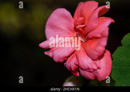 Macro photographie d'un géranium rose Banque D'Images