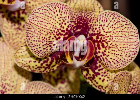 Macro photographie de la fleur d'une orchidée jaune-violet Banque D'Images