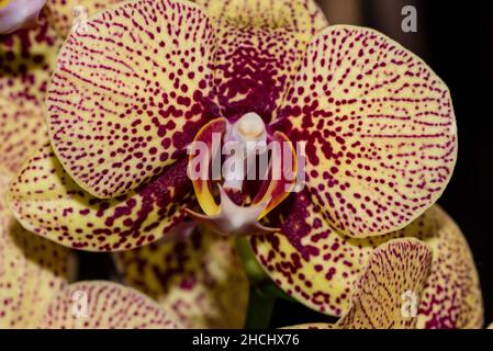 Macro photographie de la fleur d'une orchidée jaune-violet Banque D'Images