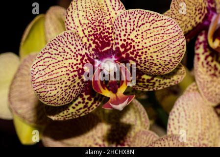 Macro photographie de la fleur d'une orchidée jaune-violet Banque D'Images