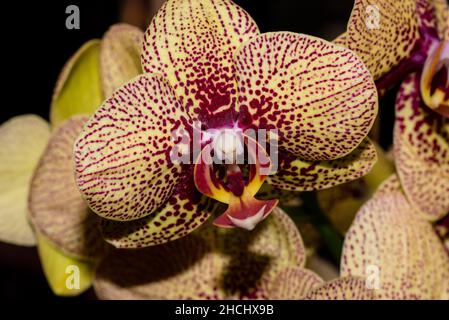 Macro photographie de la fleur d'une orchidée jaune-violet Banque D'Images