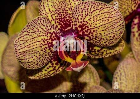 Macro photographie de la fleur d'une orchidée jaune-violet Banque D'Images