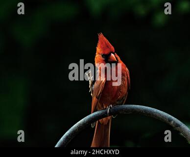 Gros plan sur le magnifique oiseau cardinal qui agite ou pratique le karaté Banque D'Images