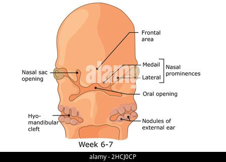 Développement des structures externes du visage humain semaine 6 - 7. Banque D'Images