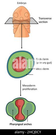 Section transversale à travers un embryon montrant la différenciation des arches pharyngées Banque D'Images