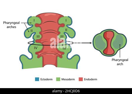 Arc pharyngé, section coronale et transversale ; anatomie ; anatomie humaine Banque D'Images