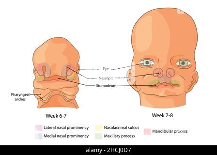 Développement embryologique du visage semaines 6-8 Banque D'Images