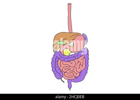 Illustration simple montrant les structures du tractus alimentaire (gastro-intestinal) Banque D'Images