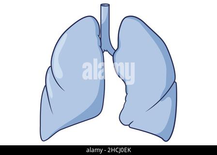 Différenciation des voies respiratoires, du diverticule laryngotrachéal Banque D'Images