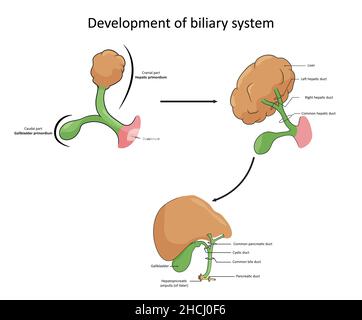 Développement du système biliaire, des bourgeons primaires aux caractéristiques anatomiques complètes Banque D'Images
