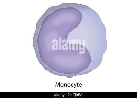 Monocyte, macrophage, structure cellulaire du sang Banque D'Images
