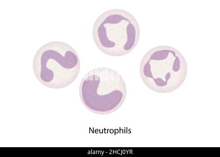 Neutrophiles, globules blancs, polymorphonucléaires Banque D'Images