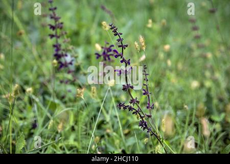 Des fleurs d'hyssop dans l'herbe vue de près Banque D'Images