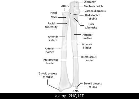 Cubitus et rayon, vue antérieure, anatomie humaine Banque D'Images