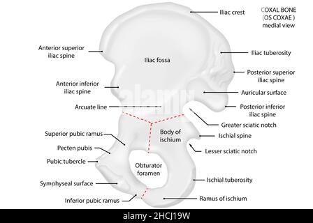 OS coxae, os coxal, vue médiale, anatomie Banque D'Images