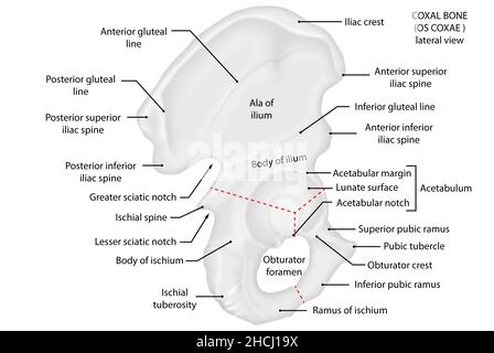 OS coxae, os coxal, vue latérale, anatomie Banque D'Images